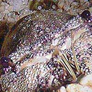 Slipper Lobster in Cave by Martin Dalsaso 